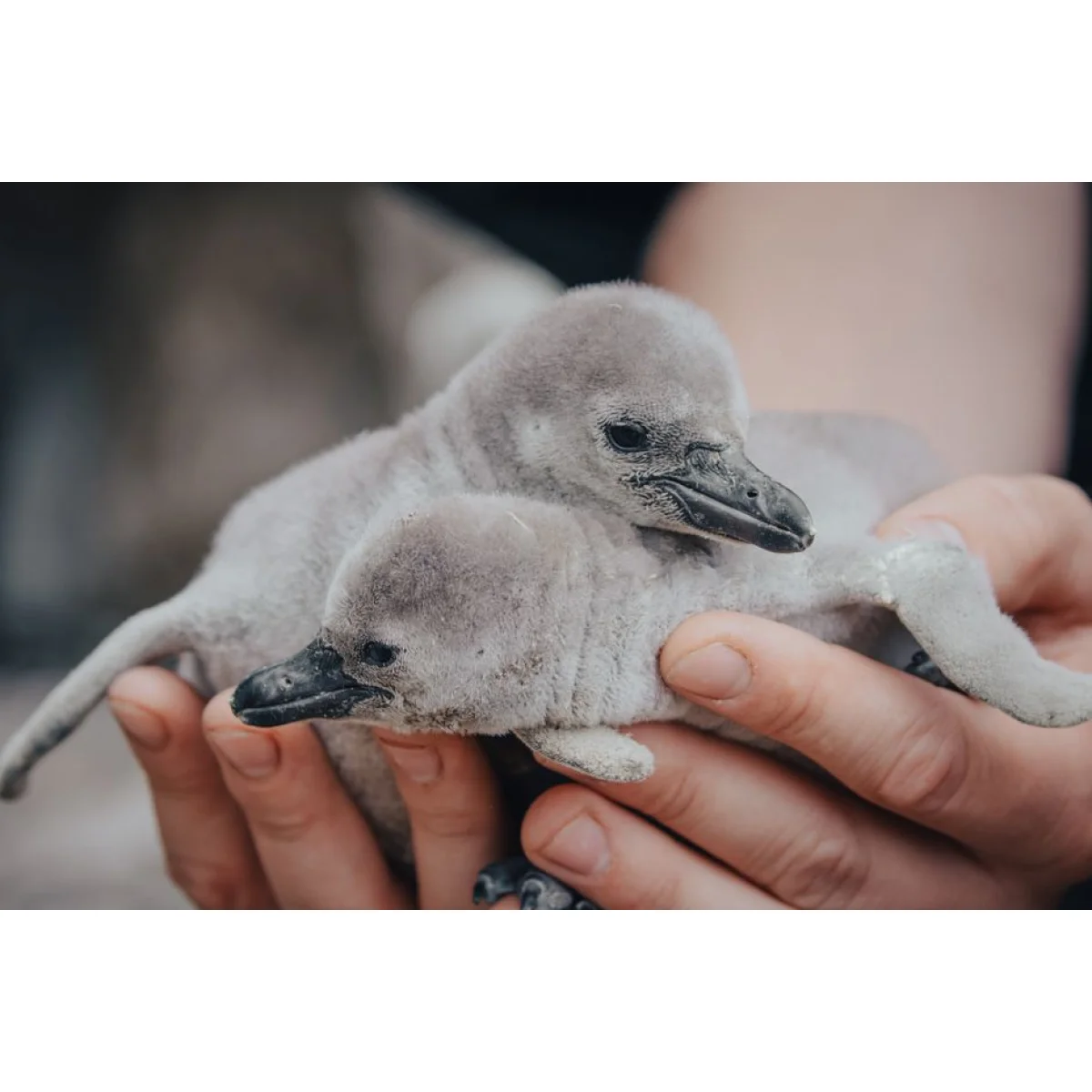 Penguin Chick Soft Toy