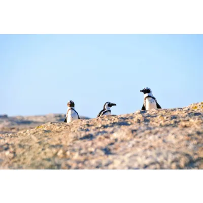 Betty's Bay Penguin Greeting Card Set