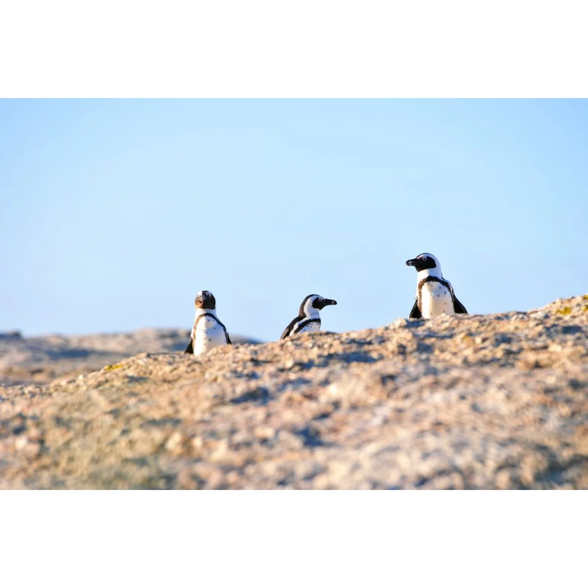 Betty's Bay Penguin Greeting Card Set